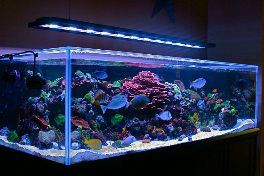 Fish Aquarium Tank